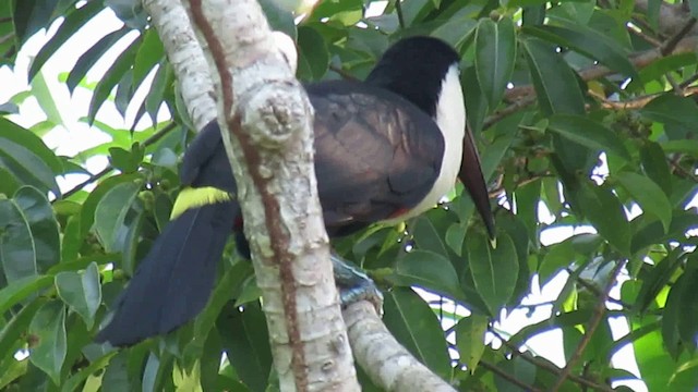 White-throated Toucan (Red-billed) - ML200946541