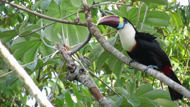 White-throated Toucan (Red-billed) - ML200946551