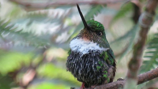 Inca Acollarado (verde) - ML200946711