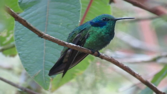 kolibřík modrouchý (ssp. cyanotus/crissalis) - ML200946751