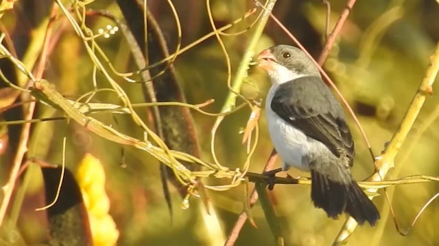 White-bellied Seedeater (Gray-backed) - ML200946821