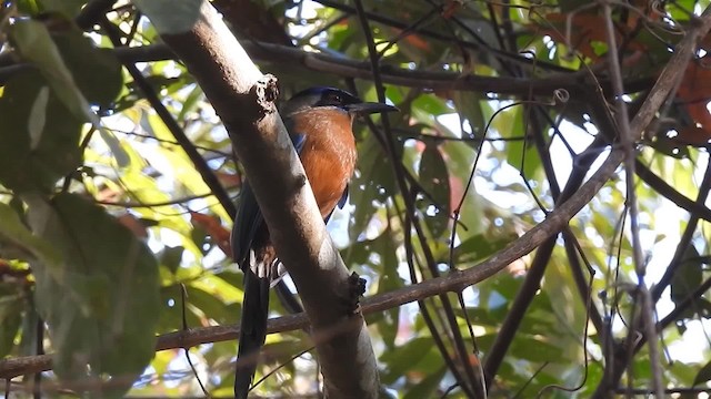 blåpannemotmot - ML200946971