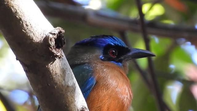 blåpannemotmot - ML200946981