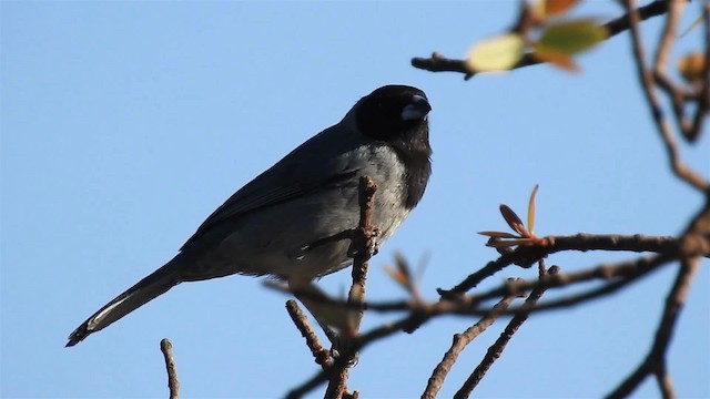 カオグロフウキンチョウ - ML200947001