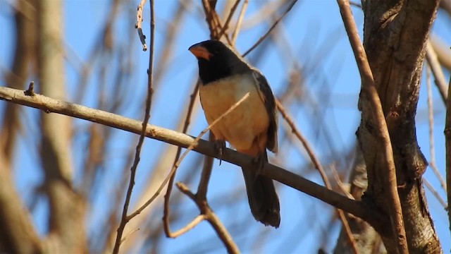 Black-throated Saltator - ML200947021