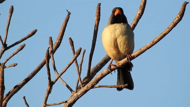 Kara Gerdanlı Saltator - ML200947031