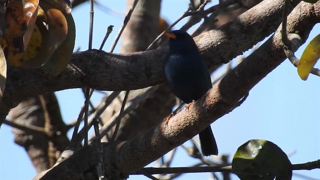 Blue Finch - ML200947041