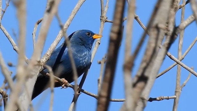 Blue Finch - ML200947051