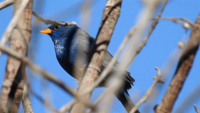 Blue Finch - ML200947061