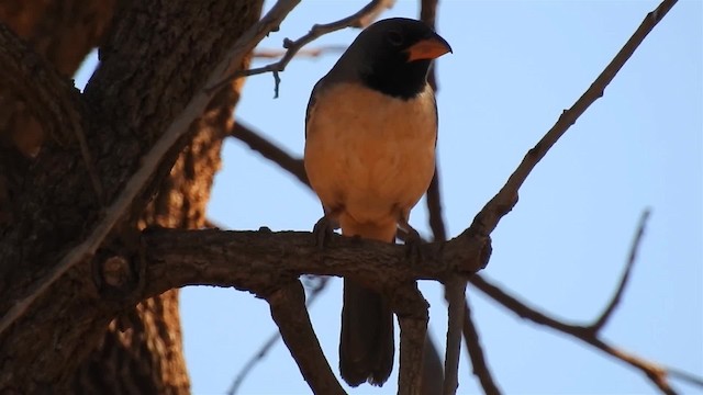 Black-throated Saltator - ML200947071