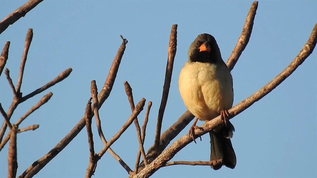 Kara Gerdanlı Saltator - ML200947081