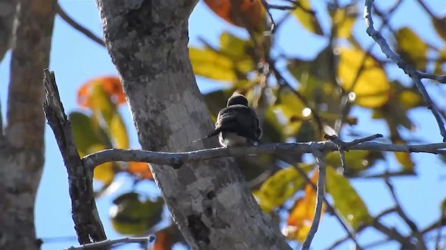 Blue-tufted Starthroat - ML200947091