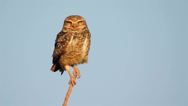 Burrowing Owl (grallaria) - ML200947111