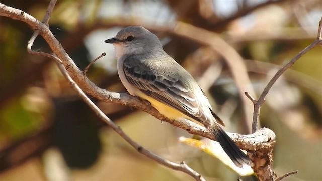 Chapada Flycatcher - ML200947151
