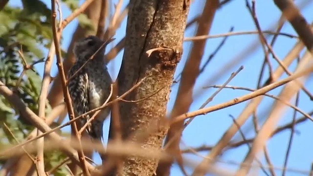 Checkered Woodpecker - ML200947161