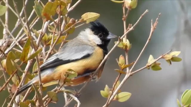 Coal-crested Finch - ML200947191