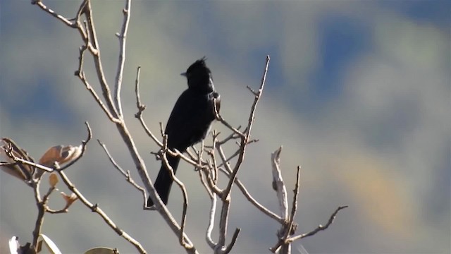 Crested Black-Tyrant - ML200947211