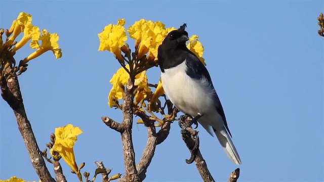 Curl-crested Jay - ML200947231