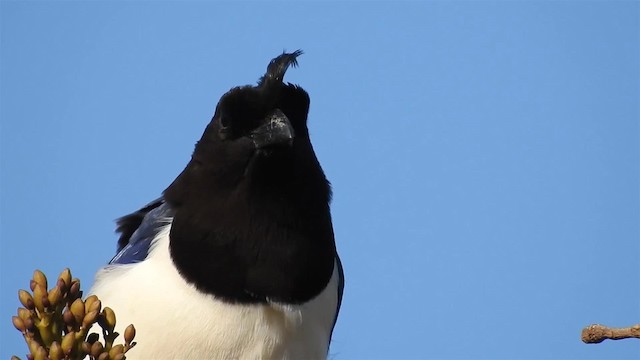 Curl-crested Jay - ML200947241