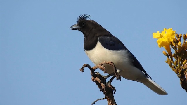Curl-crested Jay - ML200947251
