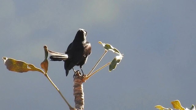 Crested Black-Tyrant - ML200947281