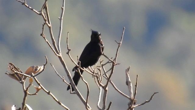 Crested Black-Tyrant - ML200947291