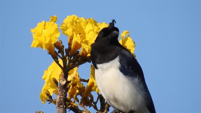 Curl-crested Jay - ML200947311