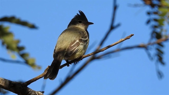 Lesser Elaenia - ML200947341