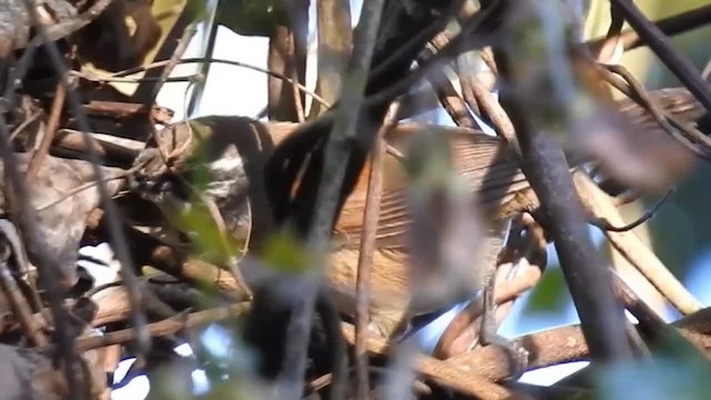 Moustached Wren - ML200947361