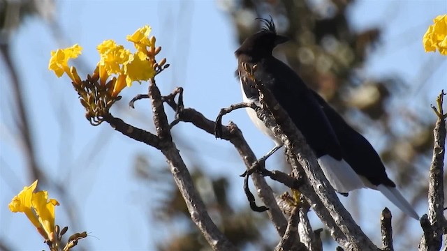 Curl-crested Jay - ML200947371