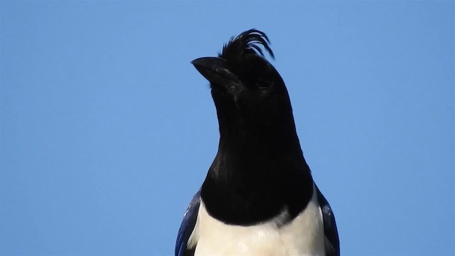 Curl-crested Jay - ML200947381