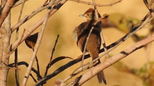 Pale-breasted Spinetail - ML200947391