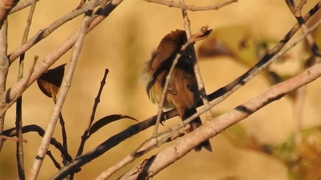 Pale-breasted Spinetail - ML200947401