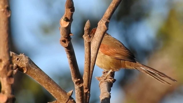 Pale-breasted Spinetail - ML200947411