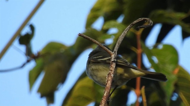 Lesser Elaenia - ML200947451