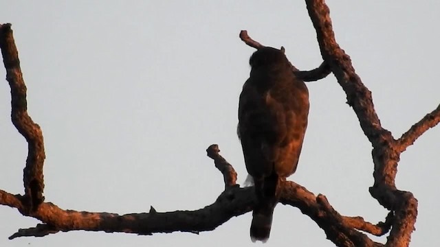 Roadside Hawk (Southern) - ML200947481