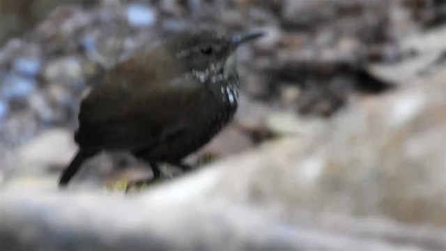 Sharp-tailed Streamcreeper - ML200947501