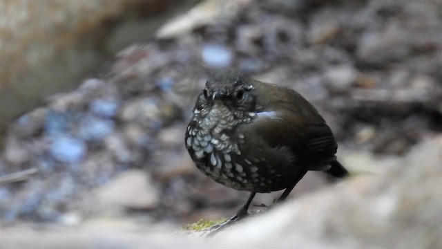 Sharp-tailed Streamcreeper - ML200947511