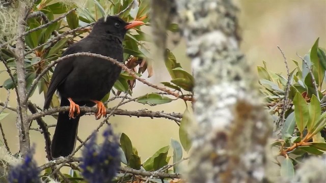 Great Thrush - ML200947651