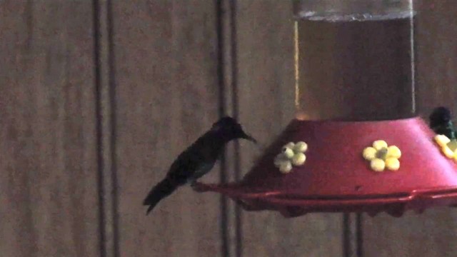 kolibřík dlouhozobý [skupina moorei] - ML200947711