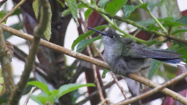 Gray-breasted Sabrewing - ML200947721