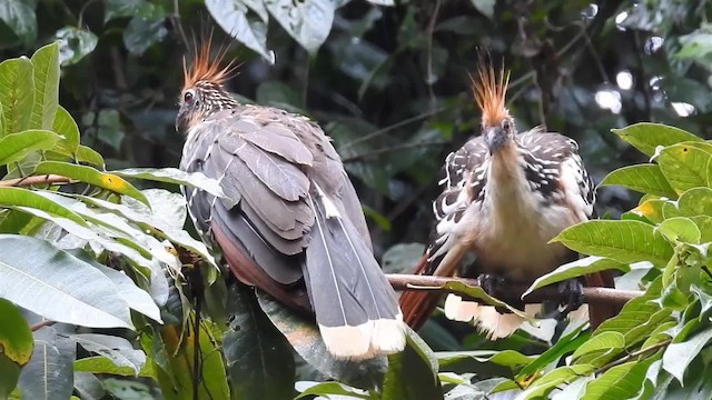 Hoatzin - ML200947791