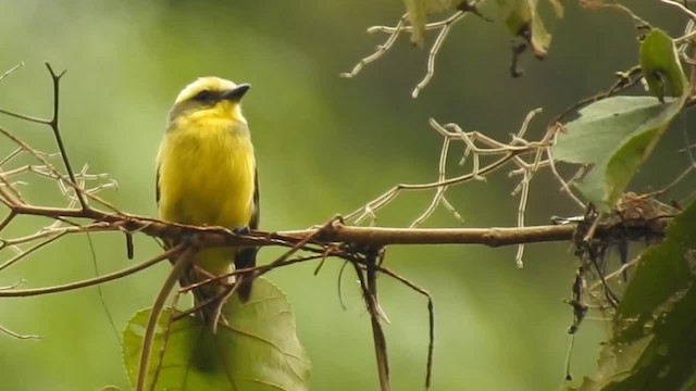 Lemon-browed Flycatcher - ML200947811