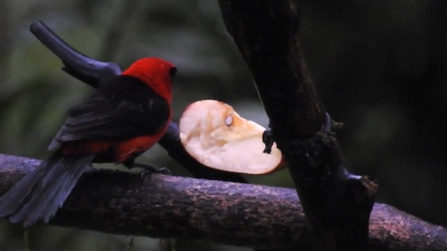 Masked Crimson Tanager - ML200947841