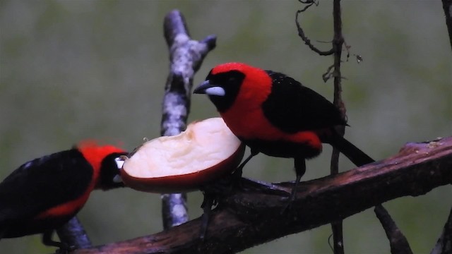 カオグロベニフウキンチョウ - ML200947851