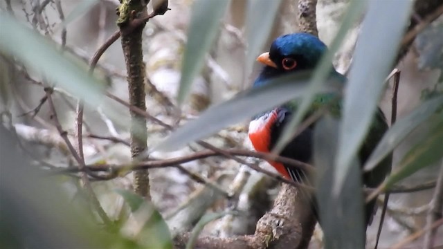 Masked Trogon - ML200947861