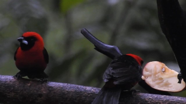 Masked Crimson Tanager - ML200947871