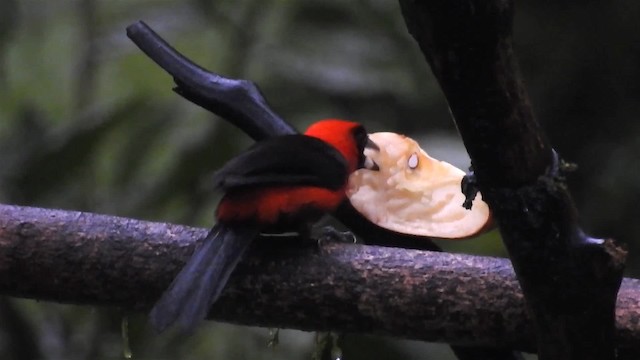 Masked Crimson Tanager - ML200947881