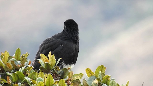 Caracara Andino - ML200947891