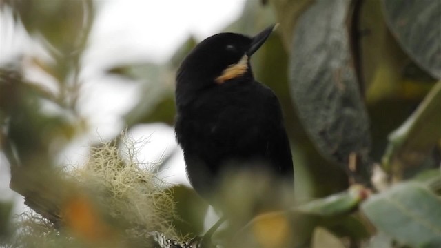 Moustached Flowerpiercer (albilinea) - ML200947901